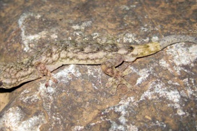 Phát hiện loài thằn lằn mới ở Cao Bằng